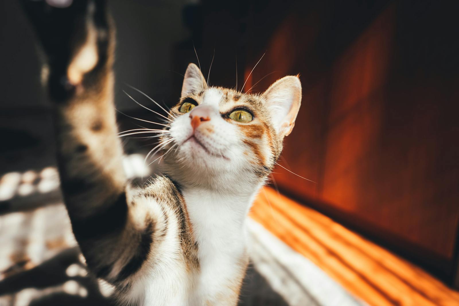 Interactive Laser Pointer Cat Toy for Endless Fun