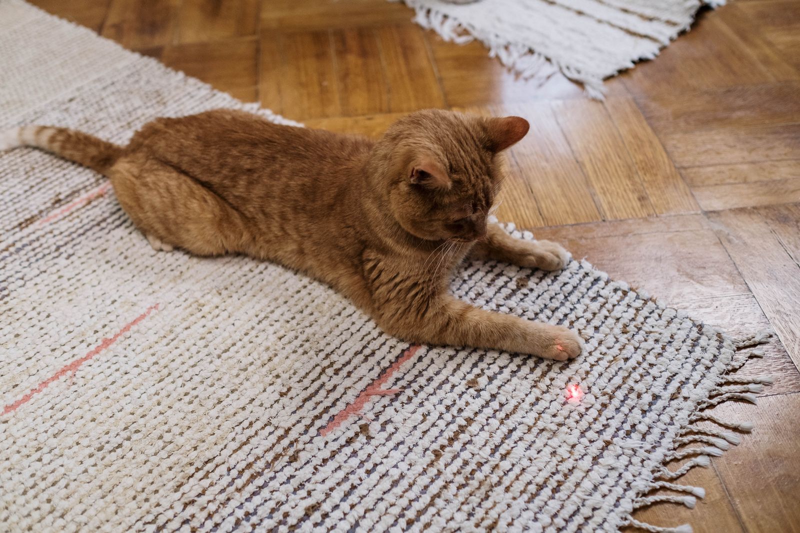 Interactive Laser Pointer Cat Toy for Endless Fun