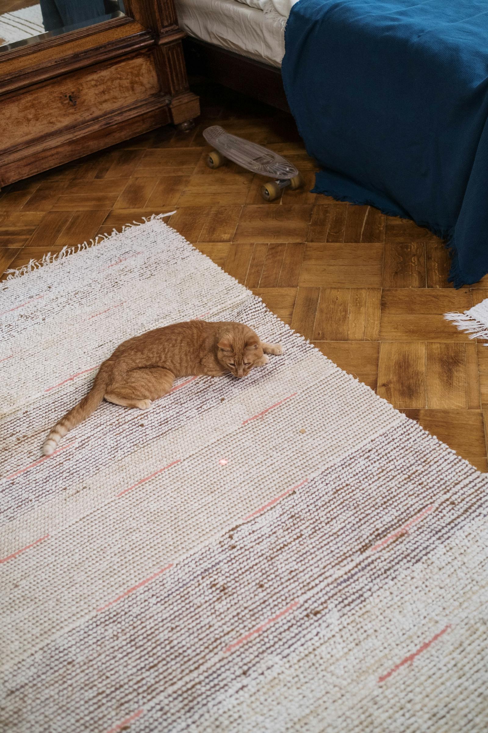 Interactive Laser Pointer Cat Toy for Endless Fun