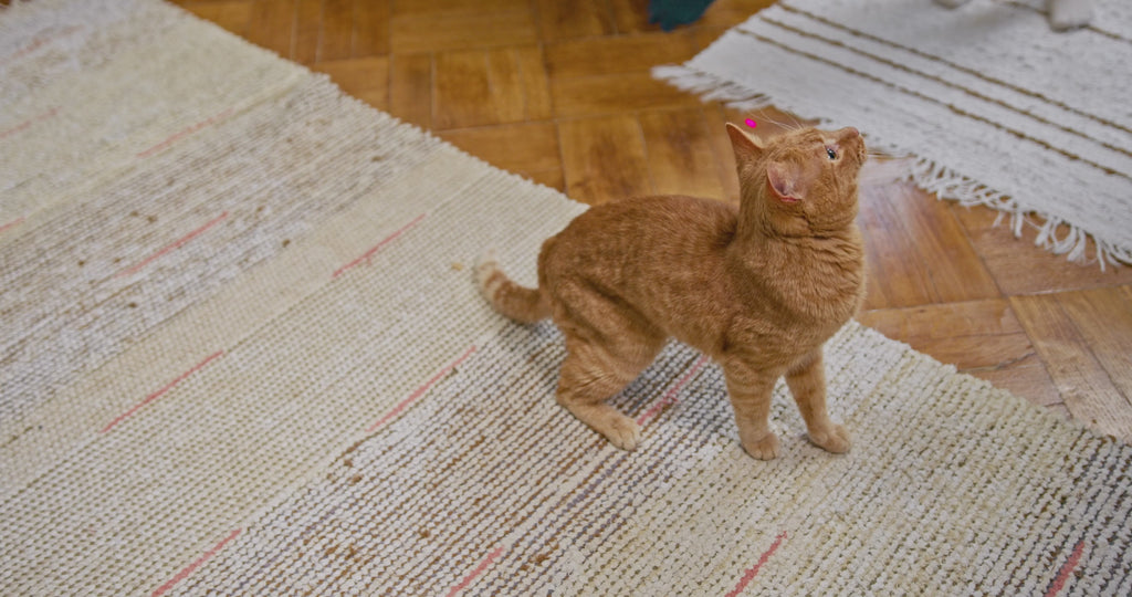 Interactive Laser Pointer Cat Toy for Endless Fun