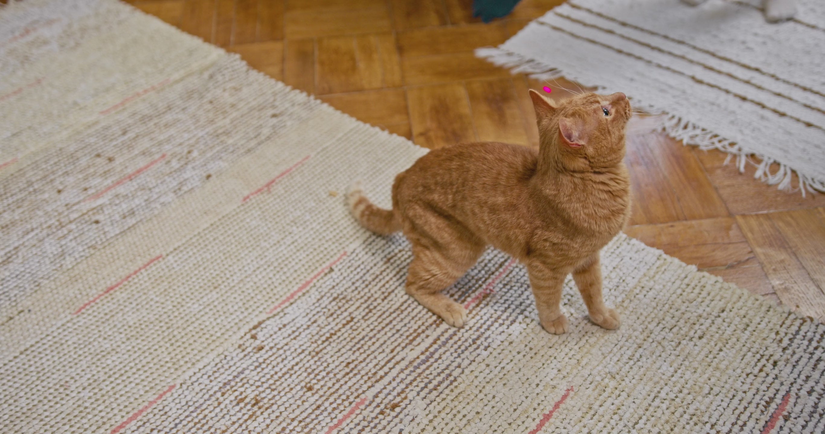 Interactive Laser Pointer Cat Toy for Endless Fun